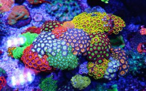 The Coral Barn Blog - Soft Coral Care