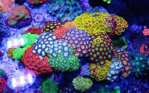 The Coral Barn Blog - Soft Coral Care