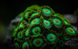 The Coral Barn Blog - Zoanthid Coral Care