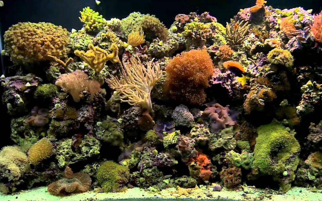 The Coral Barn Blog - Aquarium Filtration Systems