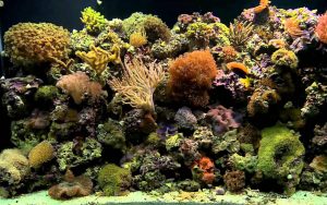 The Coral Barn Blog - Aquarium Filtration Systems