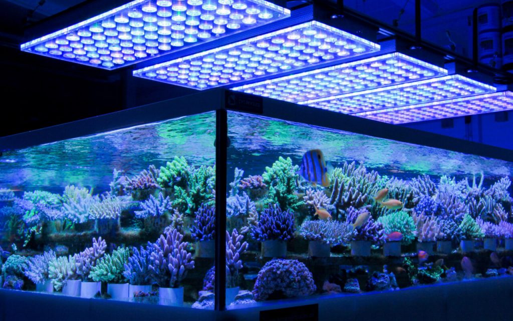 The Coral Barn Blog - Guide to Coral Nutrition