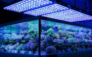 The Coral Barn Blog - Guide to Coral Nutrition