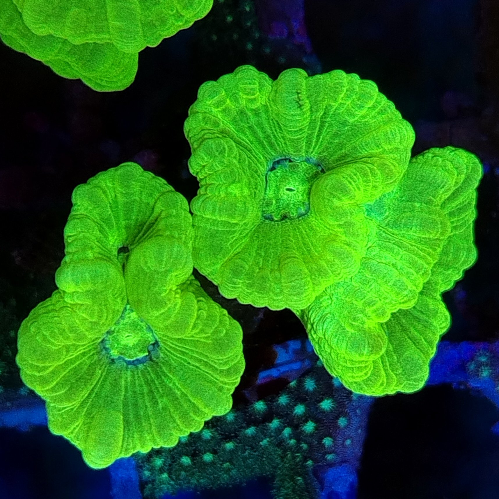 Candy Cane Neon Green Coral | LPS Coral