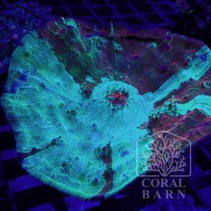 Coral-Barn-232-1