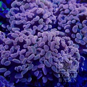 Coral-Barn-Product_307