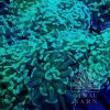 Coral-Barn-Product_310