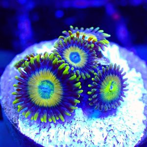 Scrambled Egg Zoa Frag 6 +