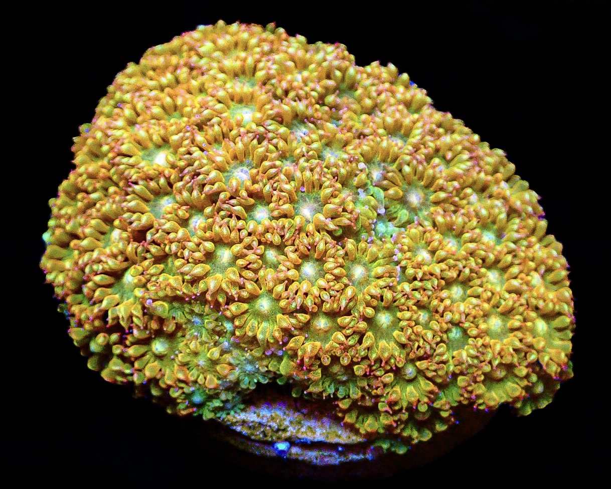 Golden Nugget (Goniopora) 216 LPS
