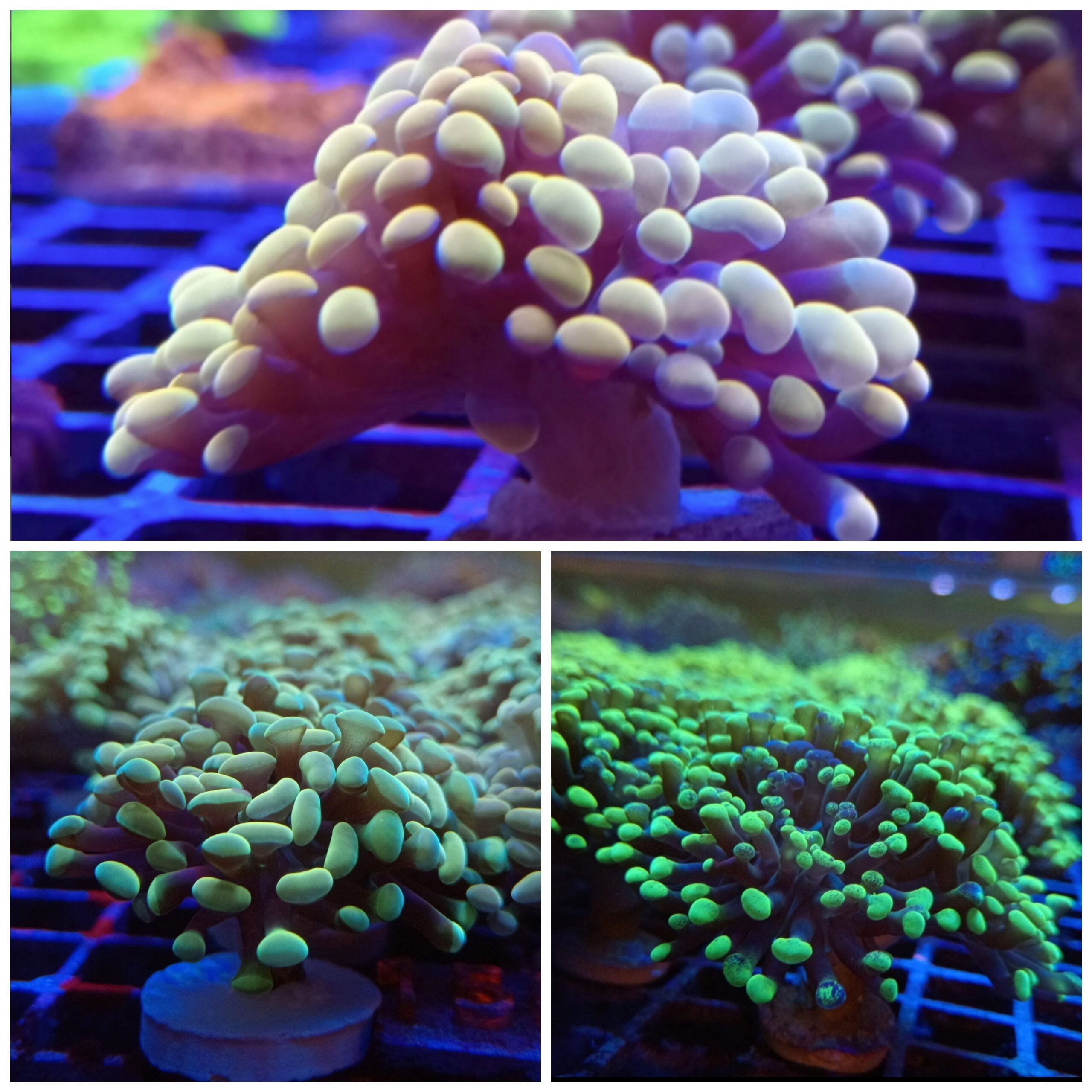 Discount Euphyllia Pack
