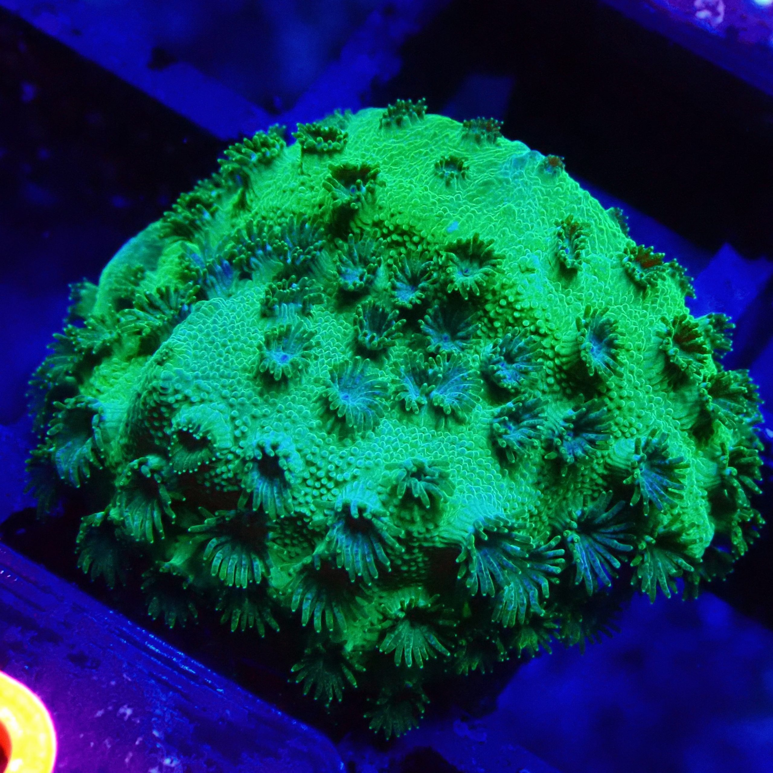 CB Green and Blue Cyphastrea 225B