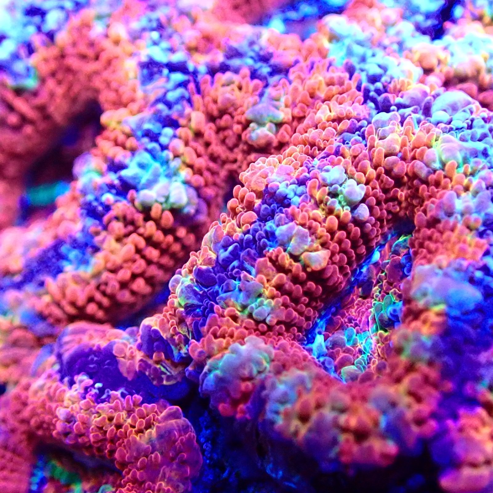 Stunning Australian Rainbow Acanthastrea Micromusssa Lordhowensis 235