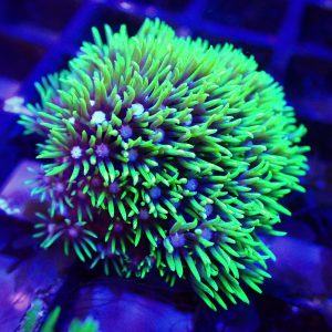 Toxic Green Star Polyp colony 393