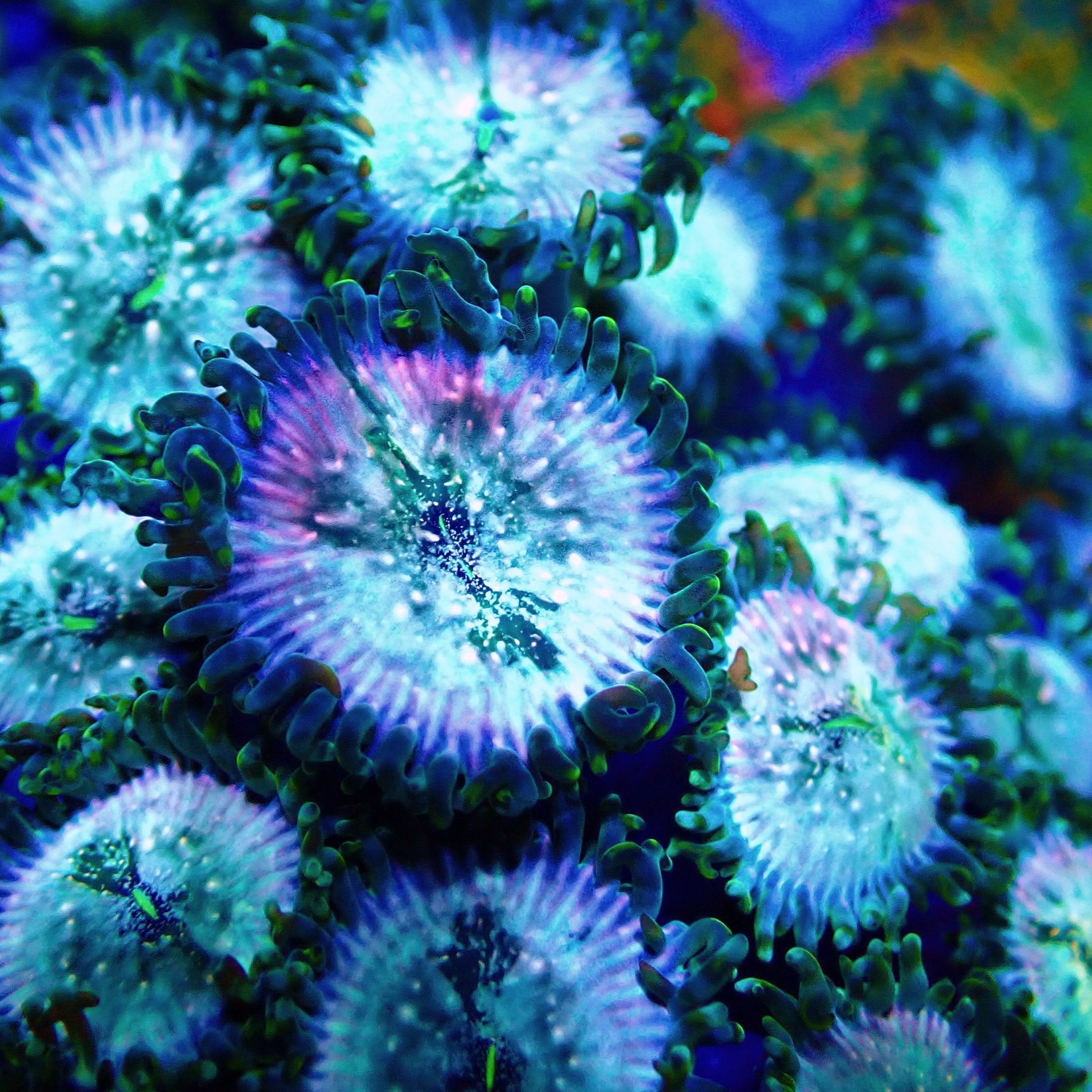 Jurassic Park Zoa 348