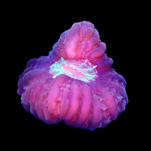 LPS Corals