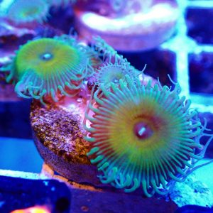 Captain Jerk Zoa Frag (8+ polyps) Gr3