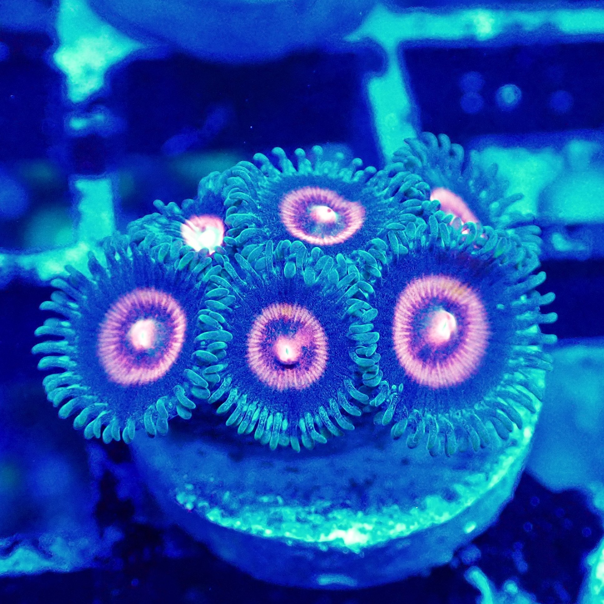 Wolverine Zoa Frag 372