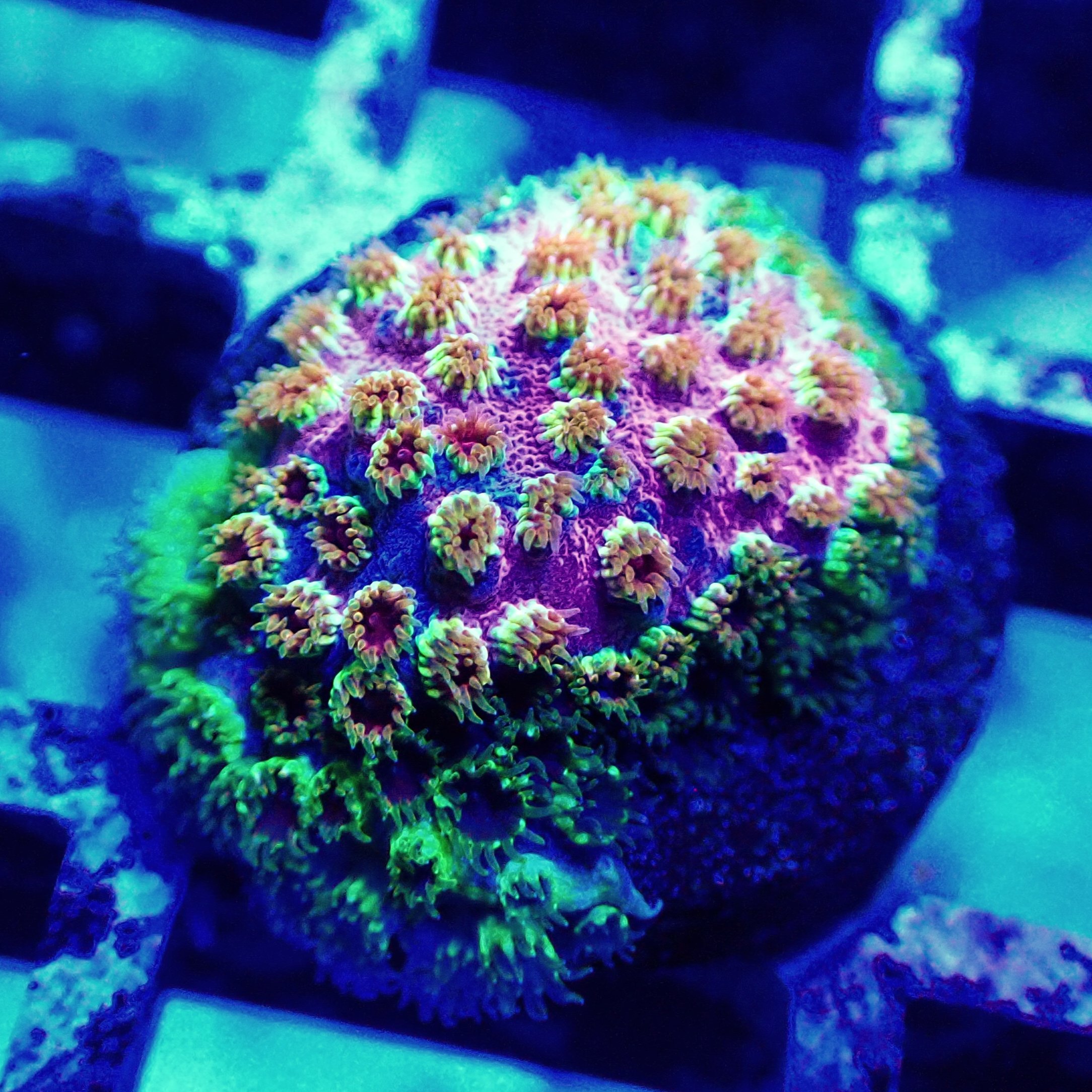 CB Skittles Bomb Cyphastrea.. 226