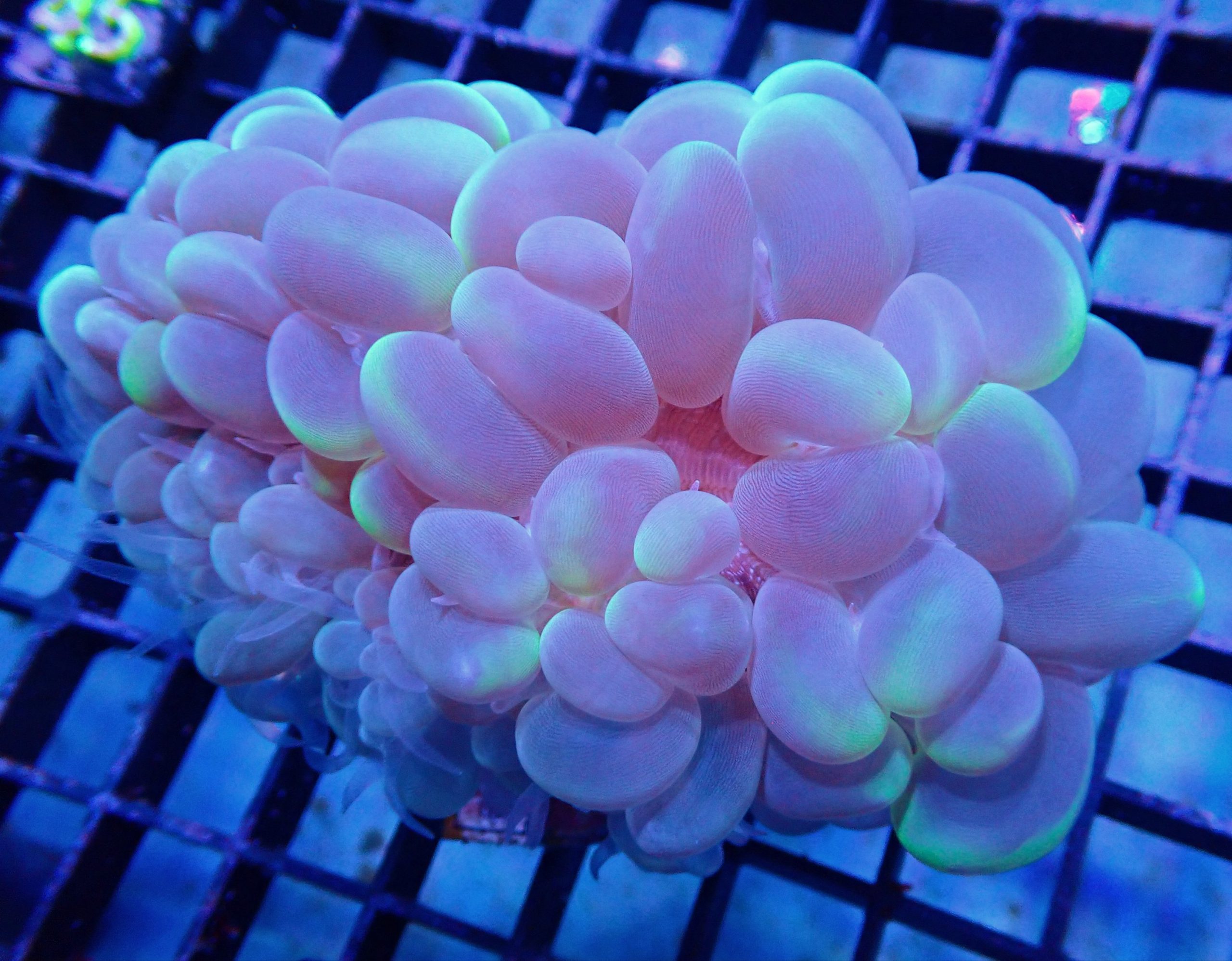 Large Iridescent Tri colour bubble coral (WYSIWYG) GR42