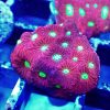 CB Bright lime eye (Favites) 230