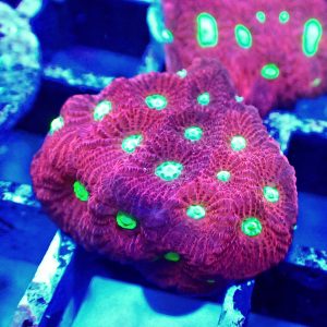 CB Bright lime eye (Favites) 230