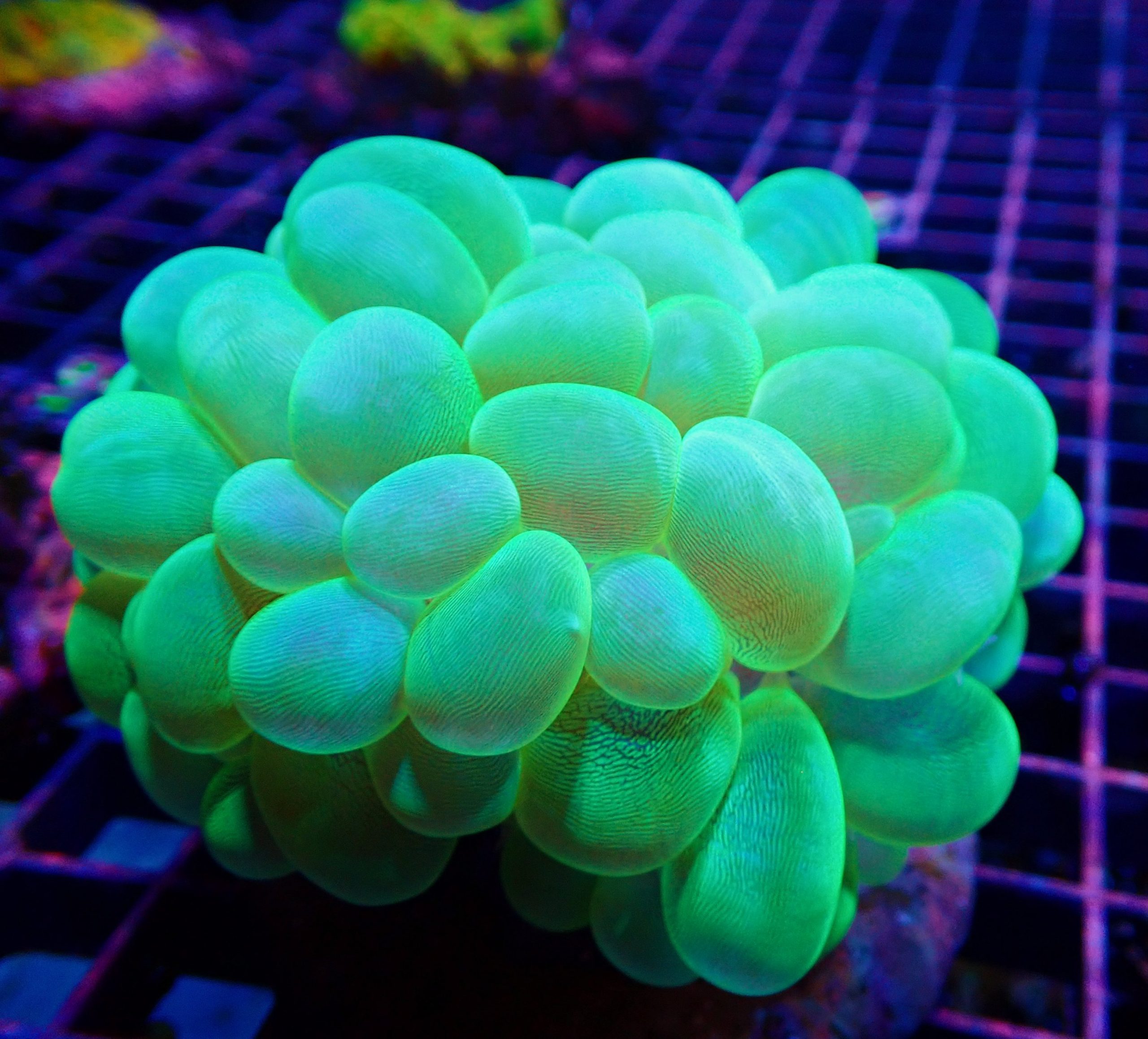 Toxic Green iridescent bubble coral (WYSIWYG) GR84