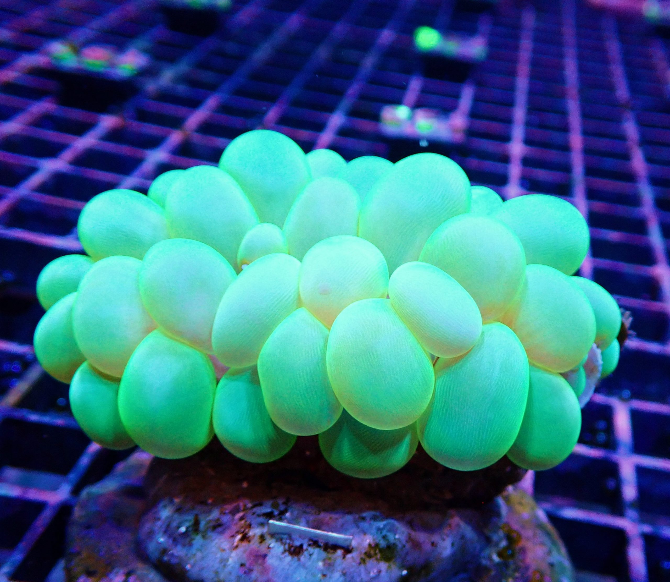 Toxic Green iridescent bubble coral (WYSIWYG) GR39