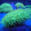 Two-Tone Galaxea Crystal Corals