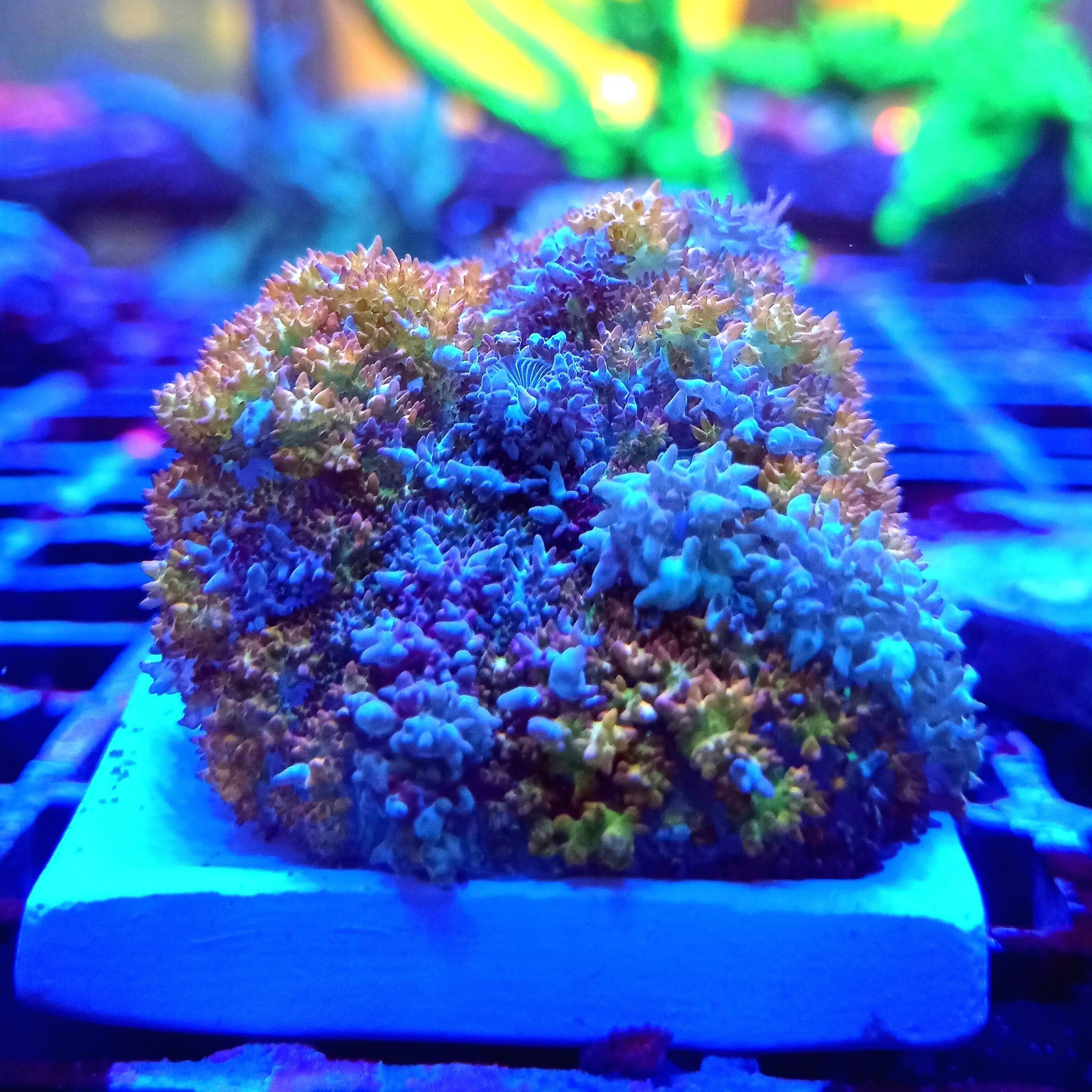 Beautiful Berserker bounce Rhodactis Mushroom (WYSIWYG)