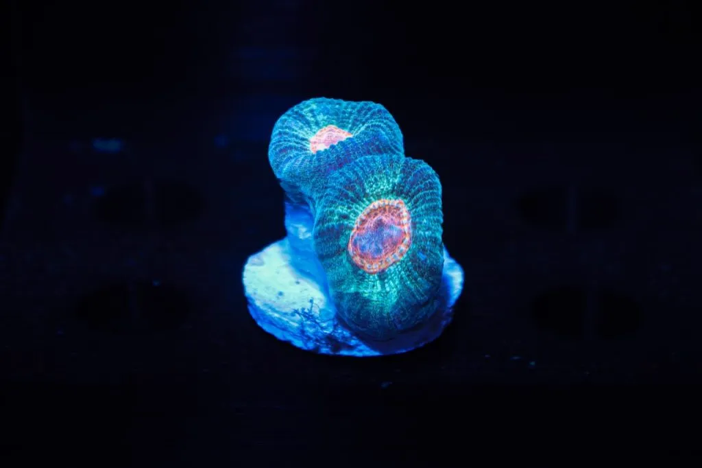 Coral Barn Homepage Header 0324 2