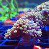Coral Barn Gold Hammer Branching Special 1