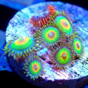 Rasta Zoa Frag (5+polyps) Gr8