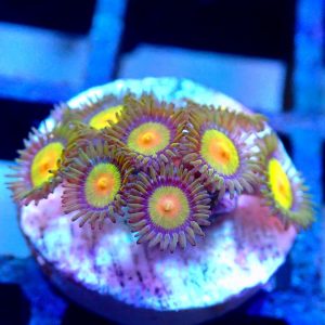 Tutti Frutti Zoa Frag (5+ polyps)Gr16