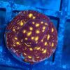 Mad Martian RD15 (Leptoseris)