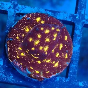 Mad Martian RD15 (Leptoseris)