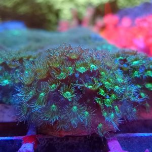 cb green two tone goniopora (40+ polyps) 215