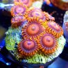 Coral Barn Homepage Header Sale 1