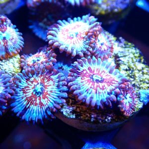 Seduction People Eater Zoa Frag