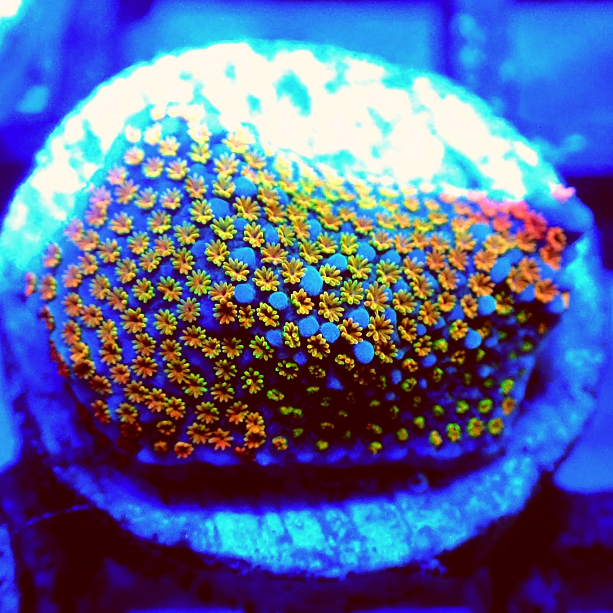 CB Rainbow 🌈 (Encrusting Montipora)