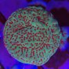 Grinch (Encrusting Montipora)