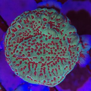 Grinch (Encrusting Montipora)
