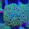 CB Green Two tone  Goniopora (40+ polyps) 215