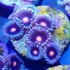 Mary Jane Zoa (4+polyps) Gr11