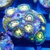 Pacman Zoa (3+ polyps )Gr12