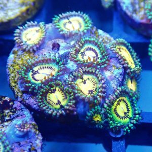 Pacman Zoa (3+ polyps )Gr12
