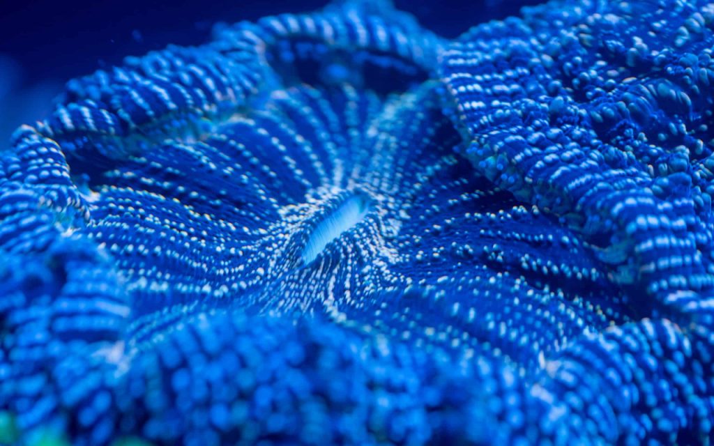 the coral barn blog acan coral care