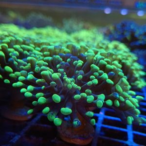 Toxic Splatter Branching Hammer  Hard . | LPS |