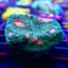 Mummies Eye Chalice. Frag 245 | LPS Coral