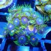 Blue Daisy Zoas ( 8+ polyps) Gr14