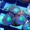 Alien Eye Zoa Frag (2 polyps)
